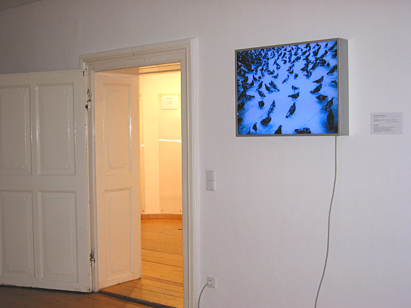 Melitta Moschik DISTRIBUTION I 2003